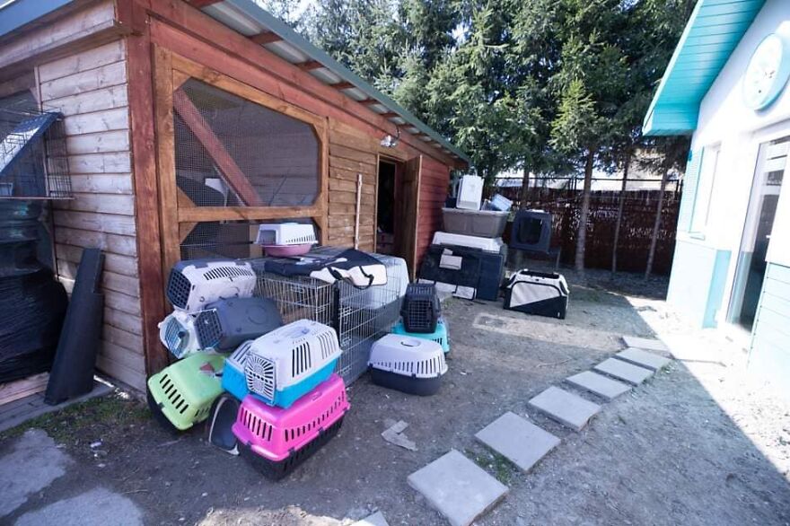 Brave Vet Rescues Traumatized Pets From Ukraine And Delivers Them To Safety