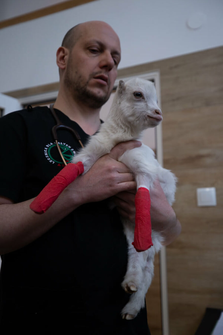 Brave Vet Rescues Traumatized Pets From Ukraine And Delivers Them To Safety