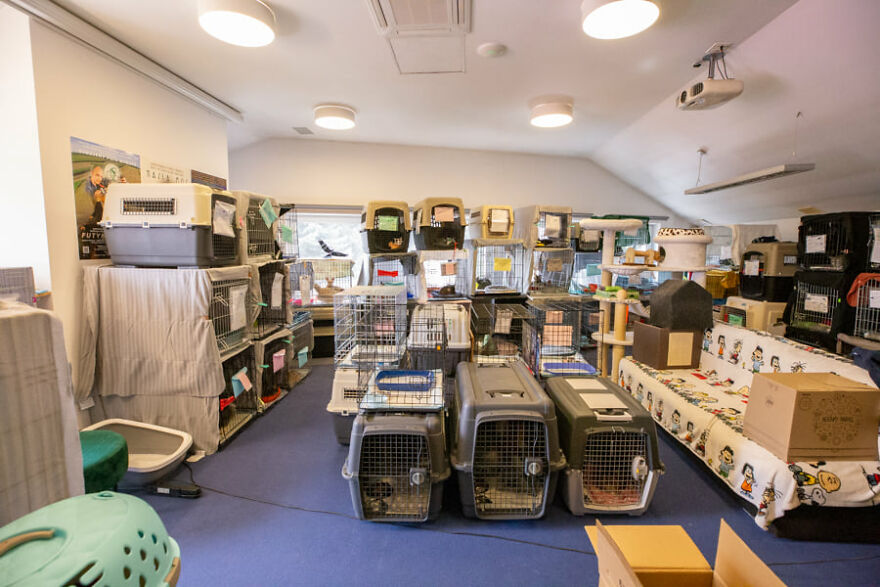 Brave Vet Rescues Traumatized Pets From Ukraine And Delivers Them To Safety