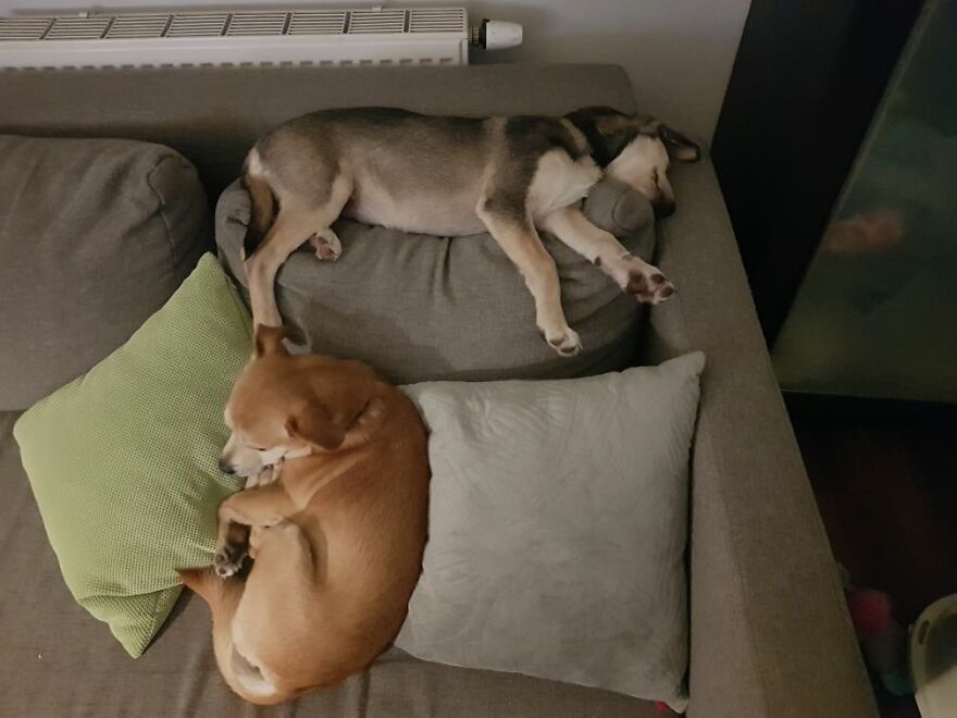 Brave Vet Rescues Traumatized Pets From Ukraine And Delivers Them To Safety