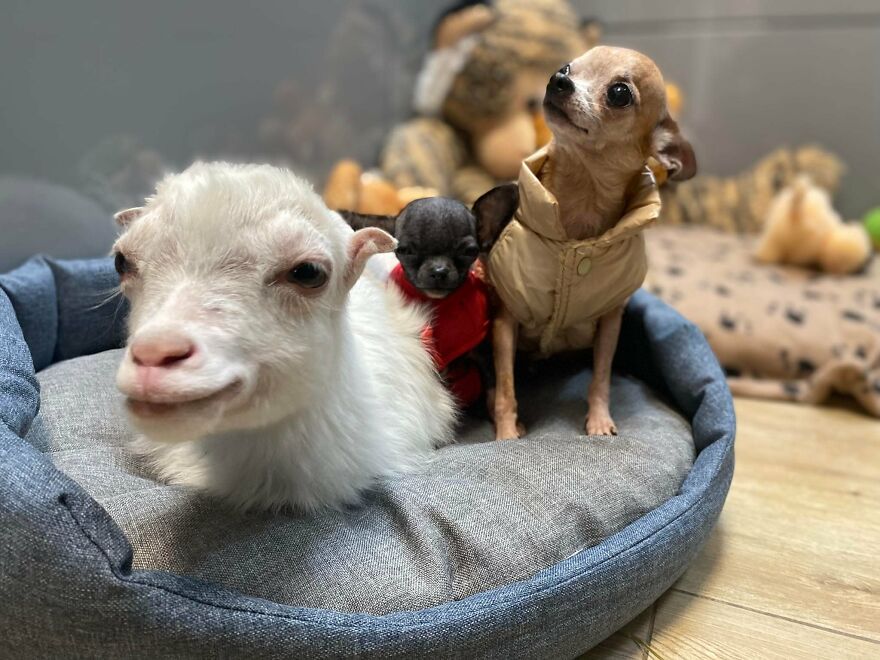 Brave Vet Rescues Traumatized Pets From Ukraine And Delivers Them To Safety