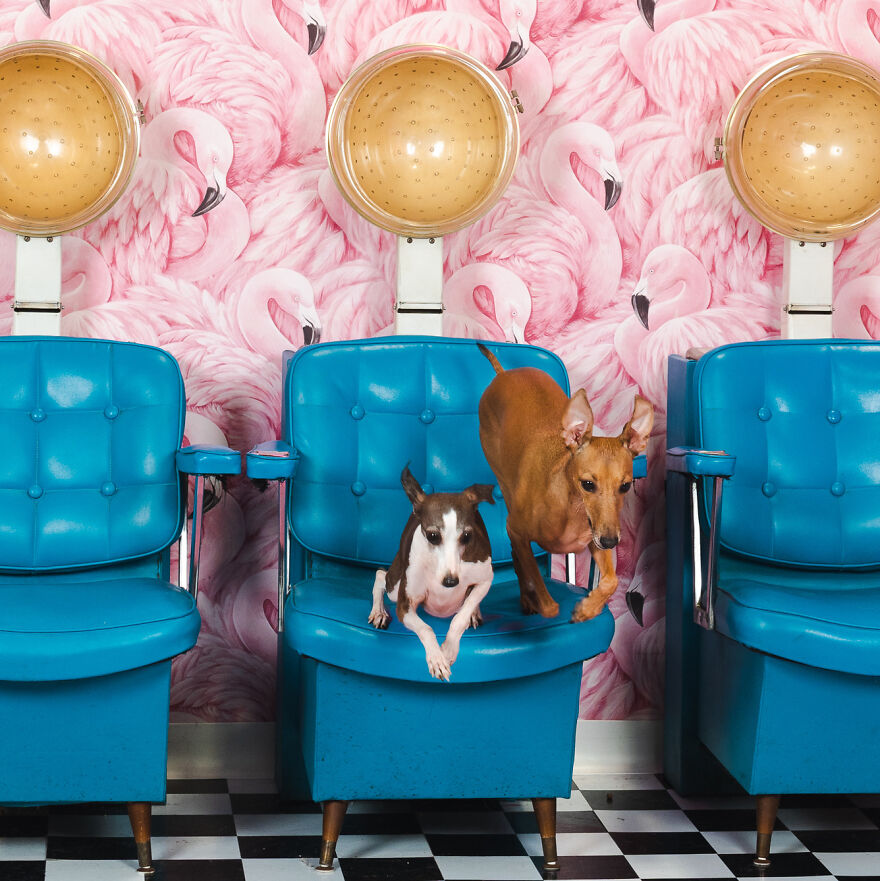 Iggy Joey And Anna Banana Were In And Out So Fast, You’d Think They Were Some Kind Of Greyhounds