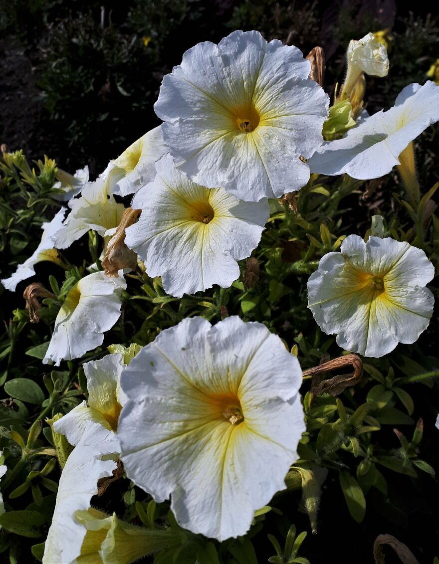 I Take Photos Of Flowers And Plants Around My City Every Summer