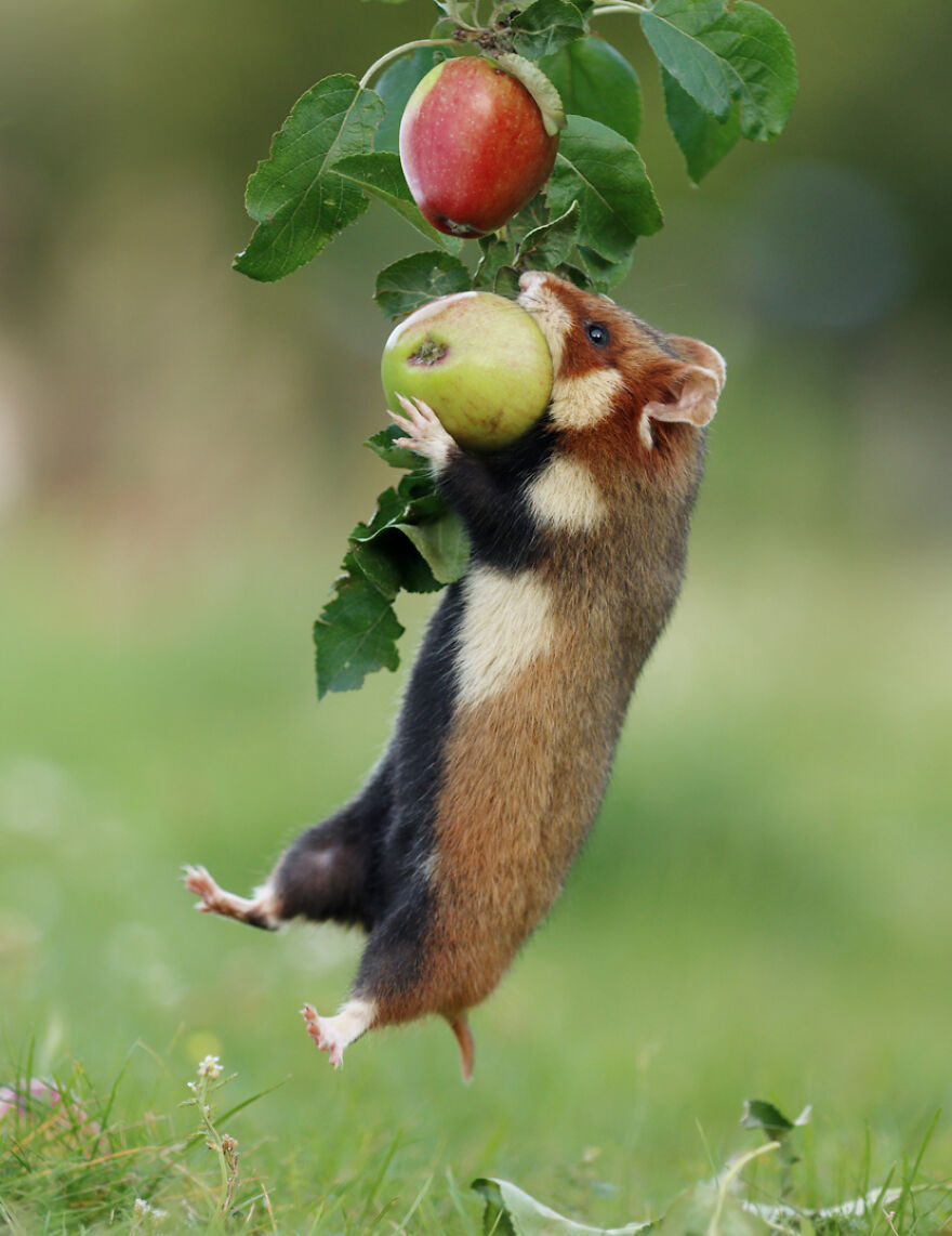 Wildlife Photographer Spends 10 Years To Photograph Wild Hamsters - See His Best 30 Pictures