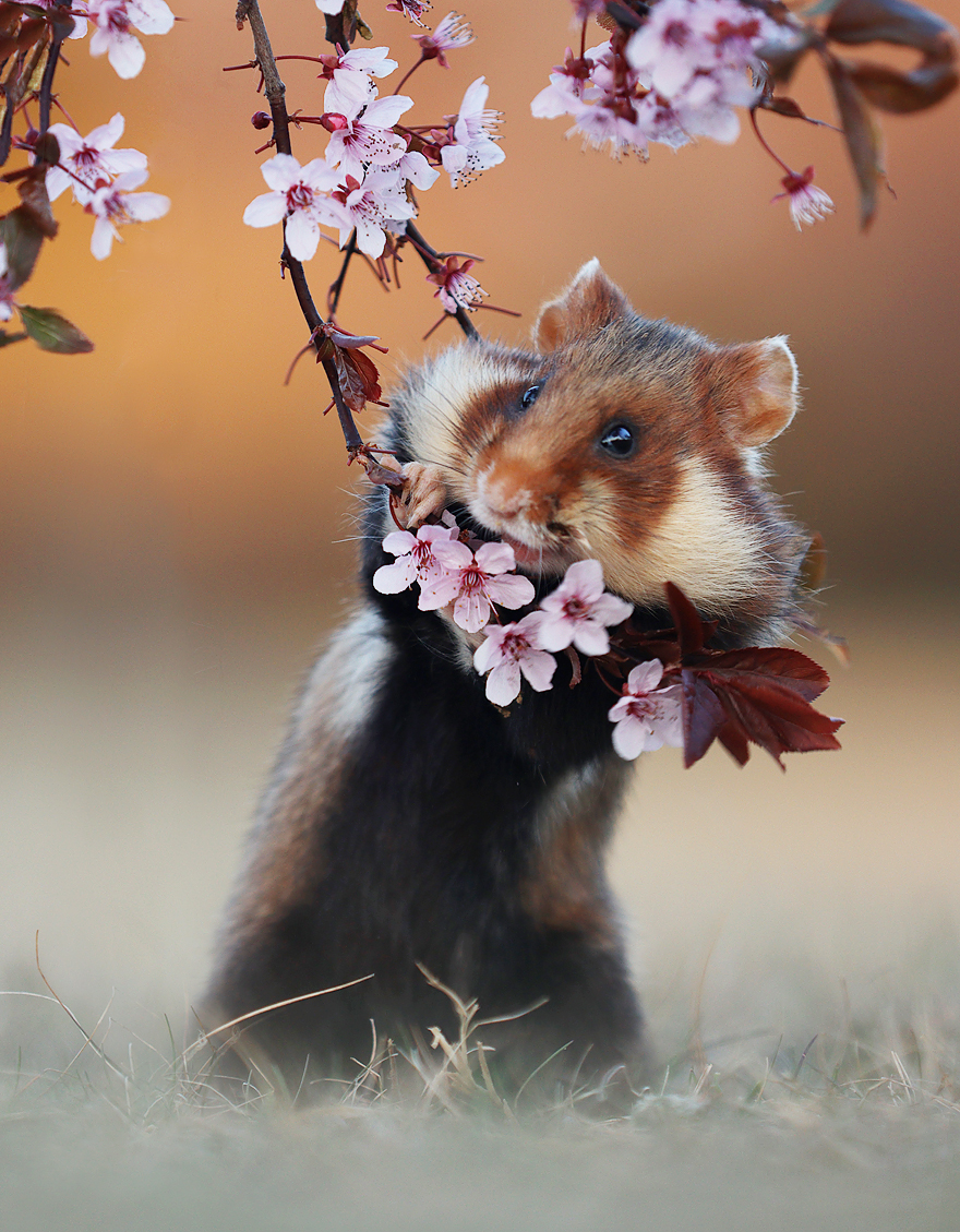 Wildlife Photographer Spends 10 Years To Photograph Wild Hamsters - See His Best 30 Pictures