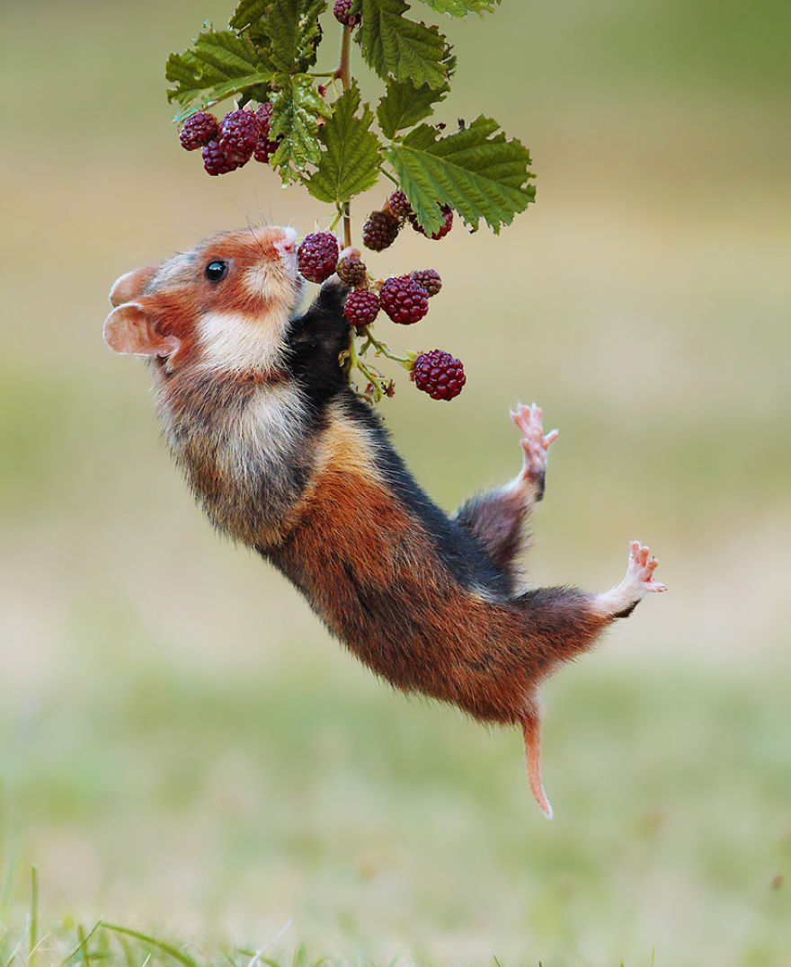 Wildlife Photographer Spends 10 Years To Photograph Wild Hamsters - See His Best 30 Pictures
