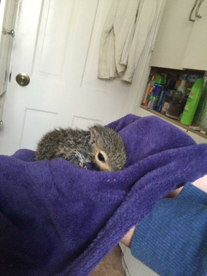 Woman Sheltered A Squirrel She Found In Her Garden Hoping To Release Him Eventually, The Squirrel Decided To Stay With Her Woman Sheltered A Squirrel She Found In Her Garden Hoping To Release Him Eventually, The Squirrel Decided To Stay With Her