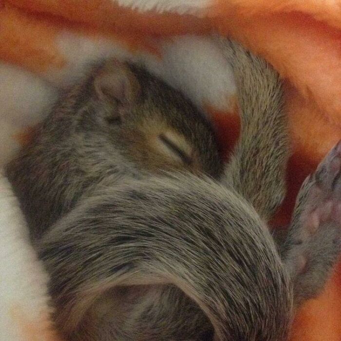 Woman Sheltered A Squirrel She Found In Her Garden Hoping To Release Him Eventually, The Squirrel Decided To Stay With Her Woman Sheltered A Squirrel She Found In Her Garden Hoping To Release Him Eventually, The Squirrel Decided To Stay With Her