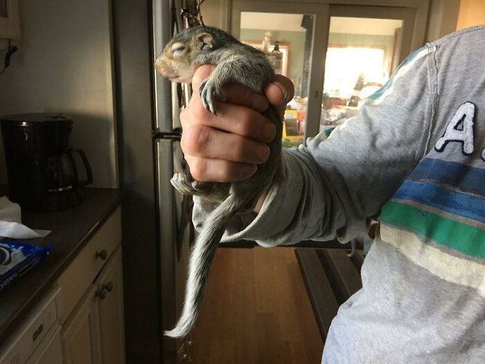 Woman Sheltered A Squirrel She Found In Her Garden Hoping To Release Him Eventually, The Squirrel Decided To Stay With Her Woman Sheltered A Squirrel She Found In Her Garden Hoping To Release Him Eventually, The Squirrel Decided To Stay With Her