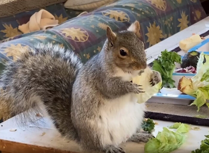 Woman Sheltered A Squirrel She Found In Her Garden Hoping To Release Him Eventually, The Squirrel Decided To Stay With Her Woman Sheltered A Squirrel She Found In Her Garden Hoping To Release Him Eventually, The Squirrel Decided To Stay With Her
