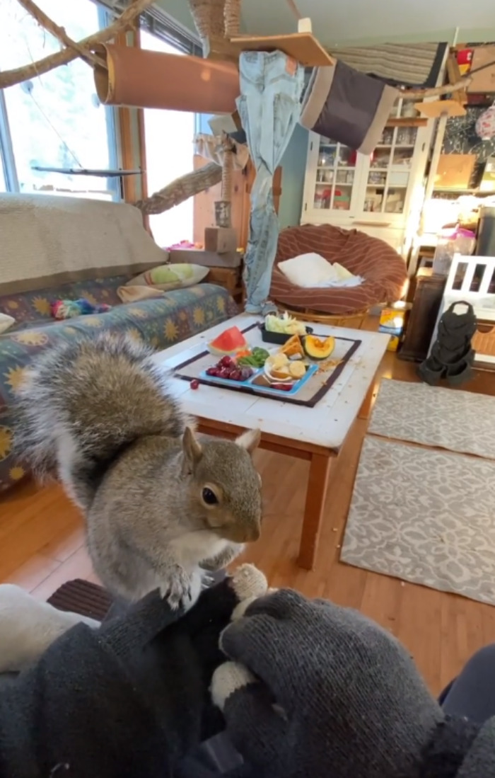 Woman Sheltered A Squirrel She Found In Her Garden Hoping To Release Him Eventually, The Squirrel Decided To Stay With Her Woman Sheltered A Squirrel She Found In Her Garden Hoping To Release Him Eventually, The Squirrel Decided To Stay With Her