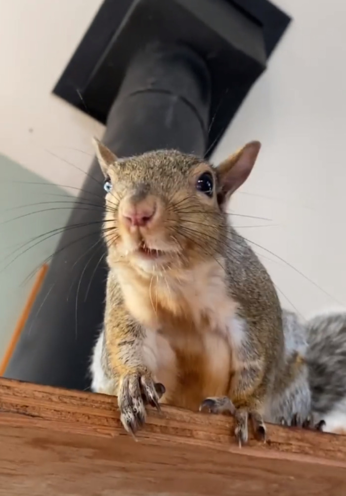 Woman Sheltered A Squirrel She Found In Her Garden Hoping To Release Him Eventually, The Squirrel Decided To Stay With Her Woman Sheltered A Squirrel She Found In Her Garden Hoping To Release Him Eventually, The Squirrel Decided To Stay With Her