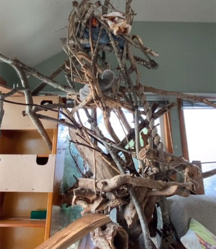 Woman Sheltered A Squirrel She Found In Her Garden Hoping To Release Him Eventually, The Squirrel Decided To Stay With Her Woman Sheltered A Squirrel She Found In Her Garden Hoping To Release Him Eventually, The Squirrel Decided To Stay With Her