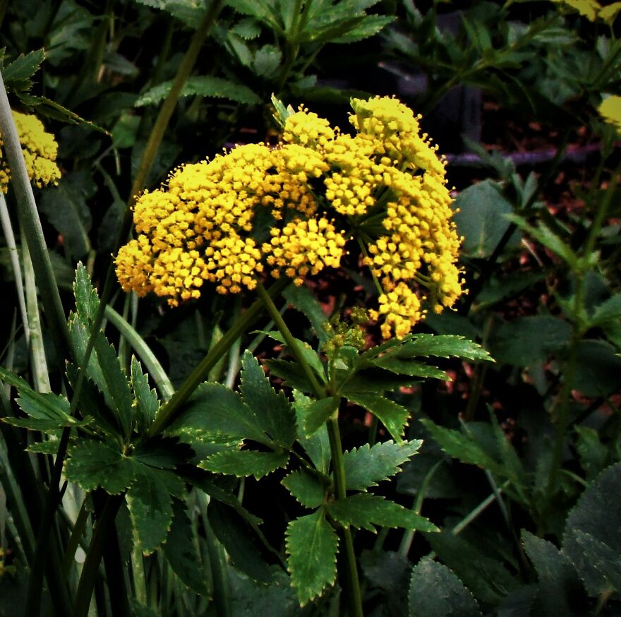 I Take Photos Of Flowers And Plants Around My City Every Summer