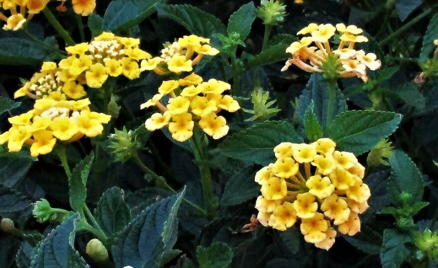 I Take Photos Of Flowers And Plants Around My City Every Summer