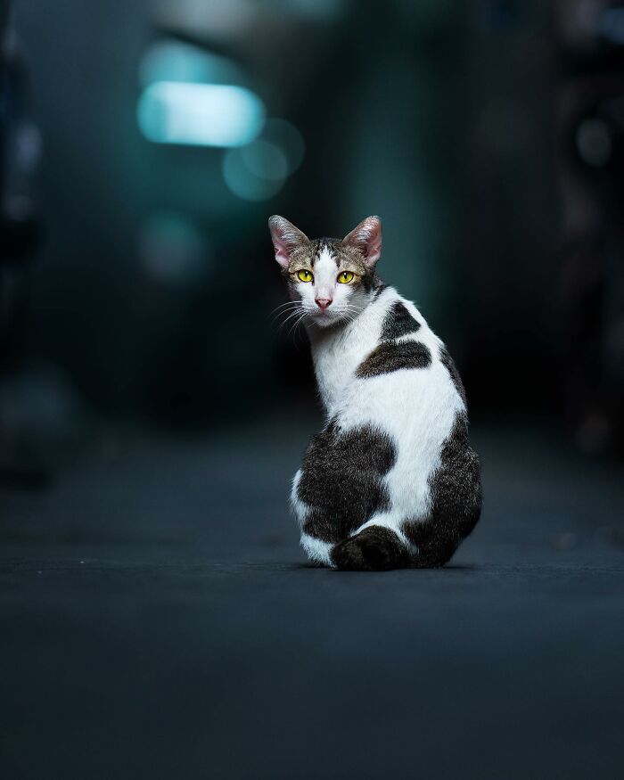 Cat sitting quietly in a narrow street, capturing the quiet side of city life in South Asia.