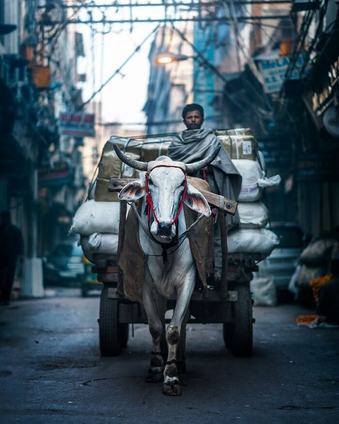 Ox cart carrying goods in a narrow street of South Asia, capturing the quiet side of city life.