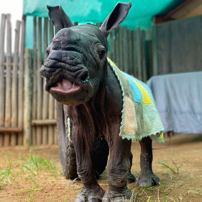 Orphan Rhino Sanctuary Finds An Abandoned Zebra And Takes It Under Their Care, Gifting A Best Friend To One Of The Rhinos There Orphan Rhino Sanctuary Finds An Abandoned Zebra And Takes It Under Their Care, Gifting A Best Friend To One Of The Rhinos There
