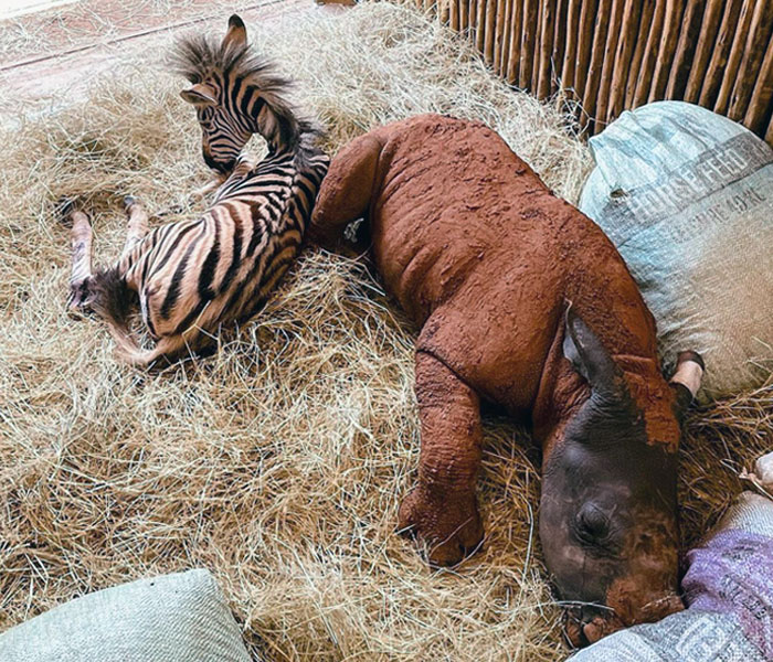 Orphan Rhino Sanctuary Finds An Abandoned Zebra And Takes It Under Their Care, Gifting A Best Friend To One Of The Rhinos There Orphan Rhino Sanctuary Finds An Abandoned Zebra And Takes It Under Their Care, Gifting A Best Friend To One Of The Rhinos There