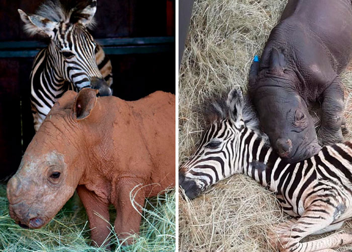 Orphan Rhino Sanctuary Finds An Abandoned Zebra And Takes It Under Their Care, Gifting A Best Friend To One Of The Rhinos There
