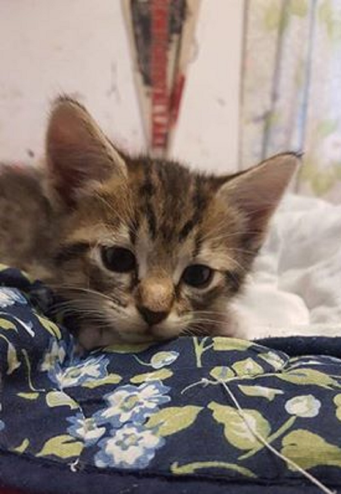 Lily When We Got Her At 1 Mo. She Is Now 5 Yrs.