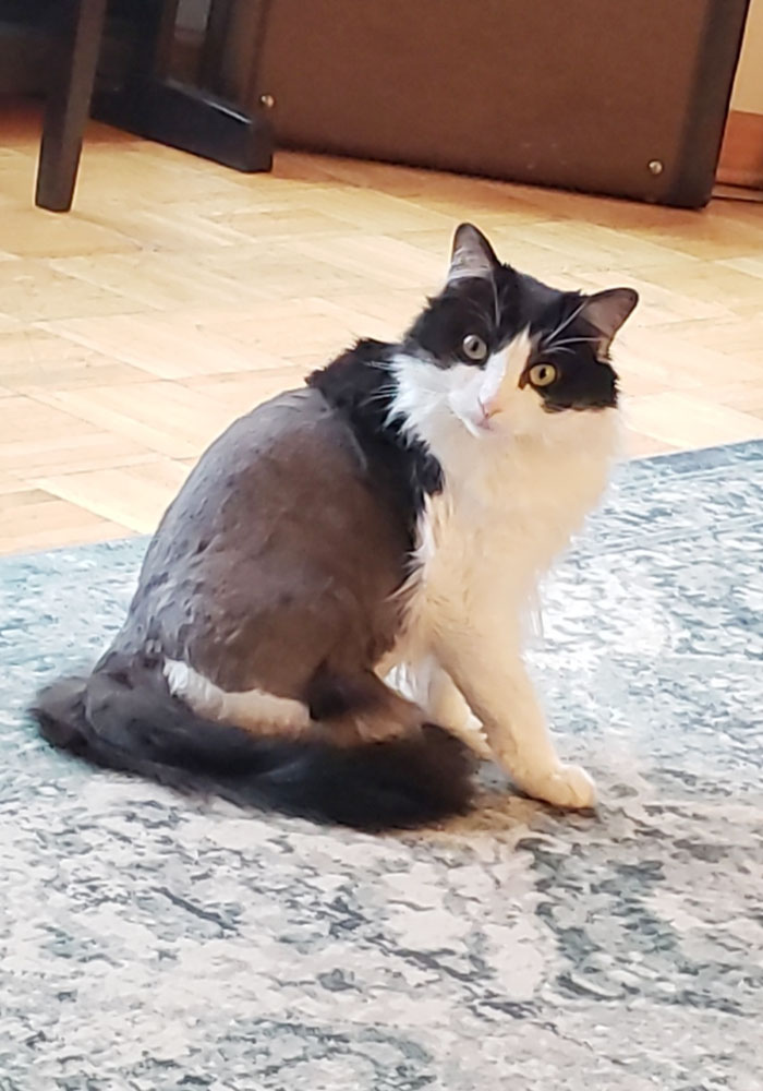 I Figured I'd Share My Cat's Grooming Fail