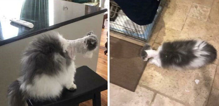  He cometido un error. Ella no me dejará cortar más. ¿Me arrestarán?