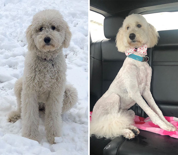 When You Go To The Groomers Looking Like A Dog And Leave Looking Like A Coyote