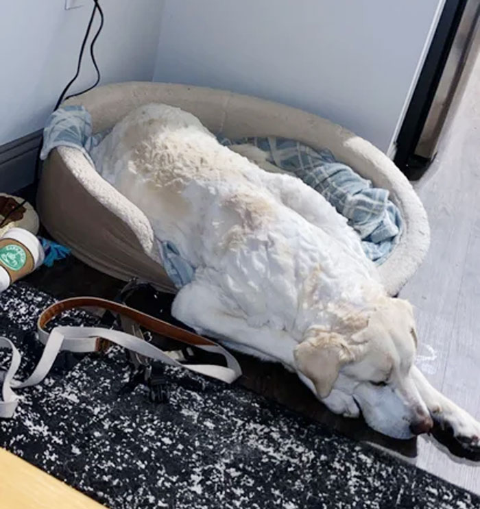 Help! My Dad Went Crazy And Gave My Dog “A Haircut”. What Can I Do?