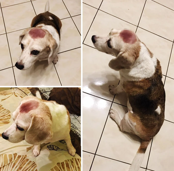 My Sis Accidentally Got Dye On Our Dog Lassie’s Head While Helping My Mom Dye Her Hair. This Is The Result