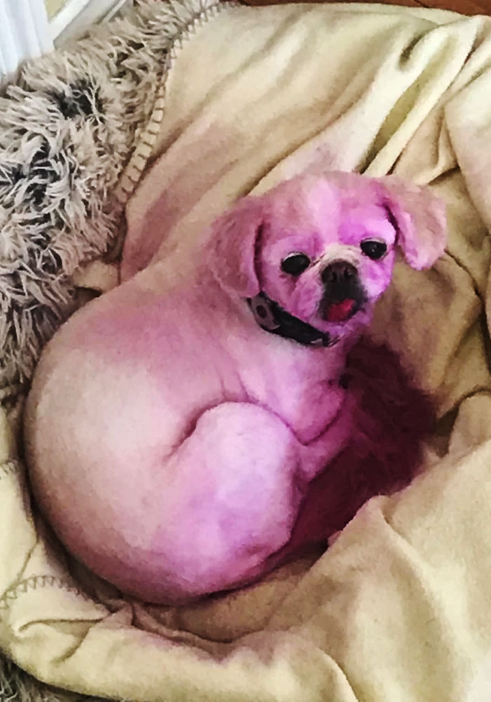 My Aunt Just Tried To Dye Her Dog's Tail