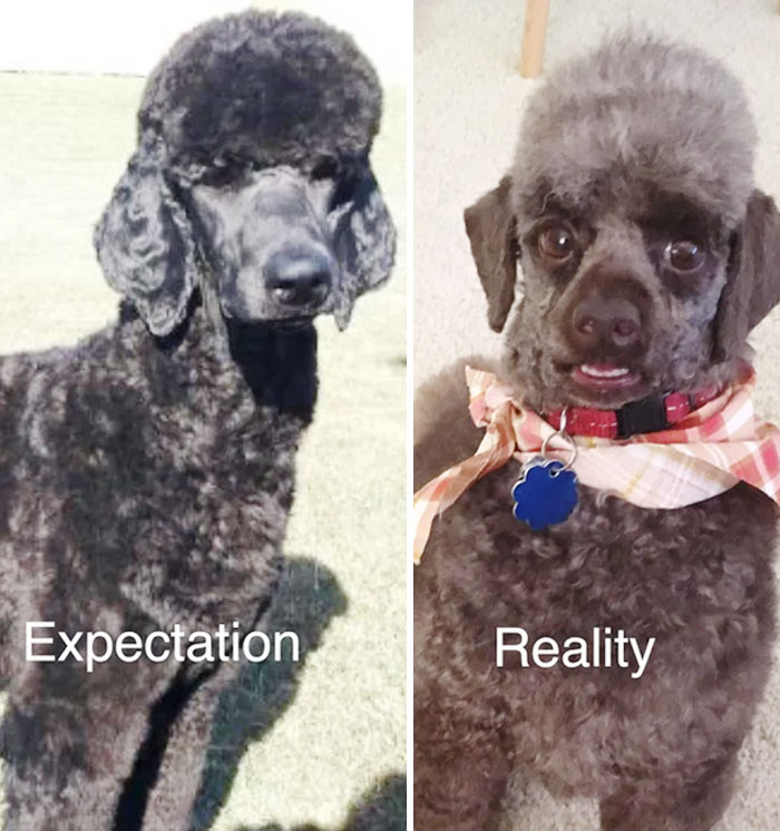 I Had The Groomer Try A New Clip On My Dog