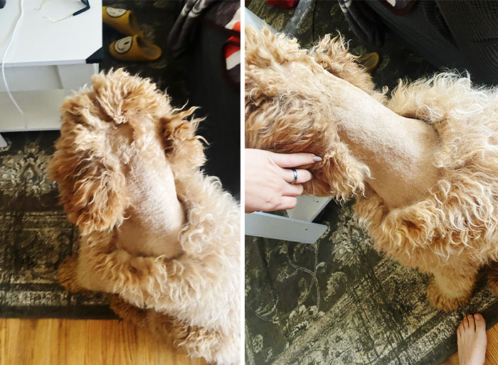 Got My Dogs Groomed, But The Groomer Called After She Had Began The Second One And Said She Couldn’t Finish. This Is How They Sent My Poor Baby Back Home With Me