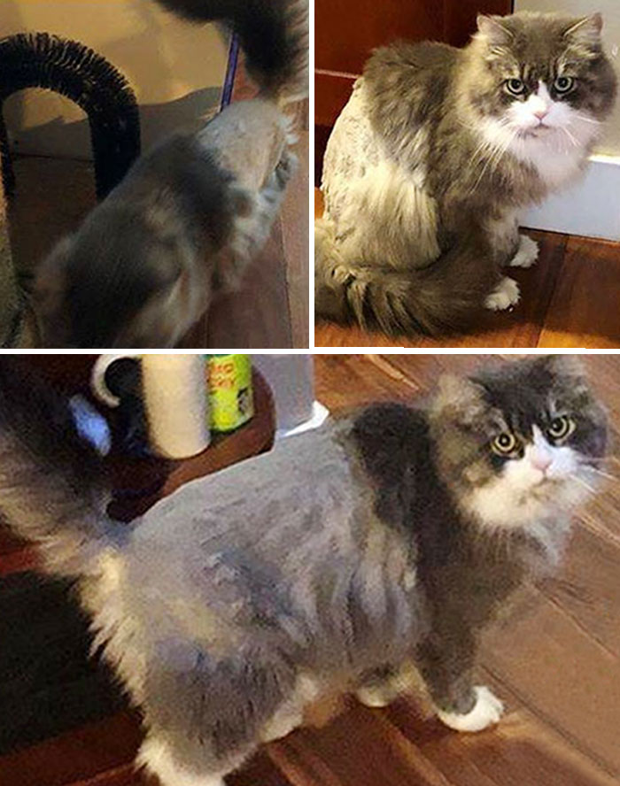 Why My Pets Hate My Haircuts