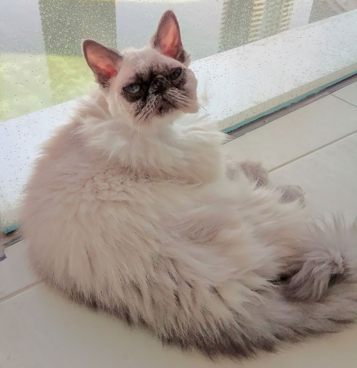 Mother, I Asked You To Cut Me Like A Lion! This Is When The Whole Body Is Shaved Except For The Head, And Not Vice Versa