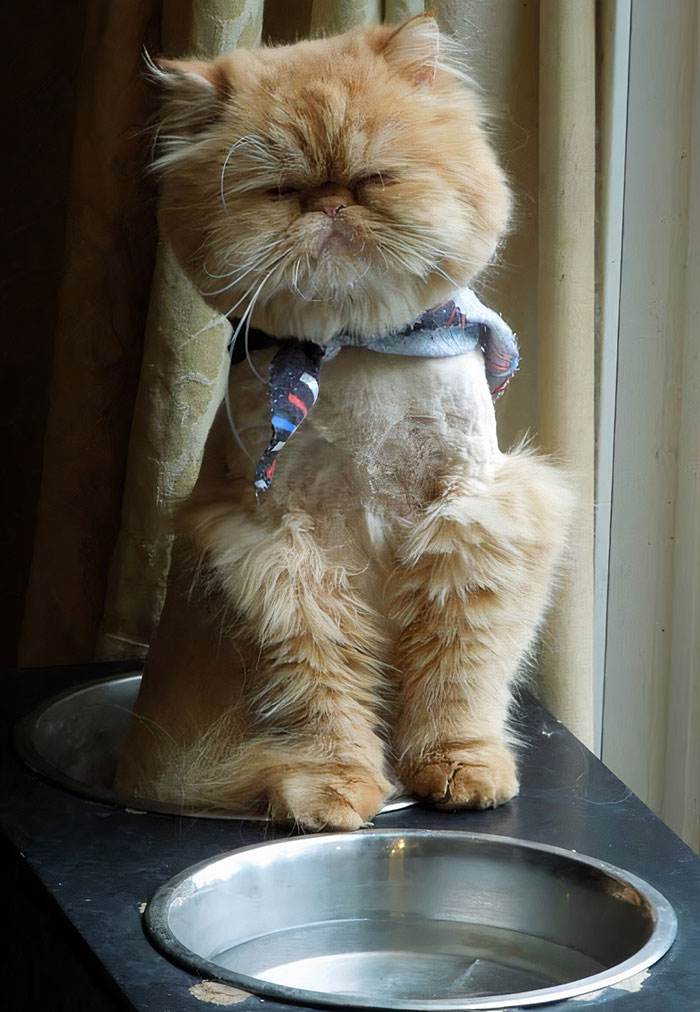 My Friend's Cat Got A Haircut