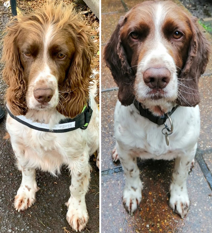 When You Change Your Hairstyle But You Are Still Not Happy With It. PD Scooby After Letting His Handler Give Him A Trim