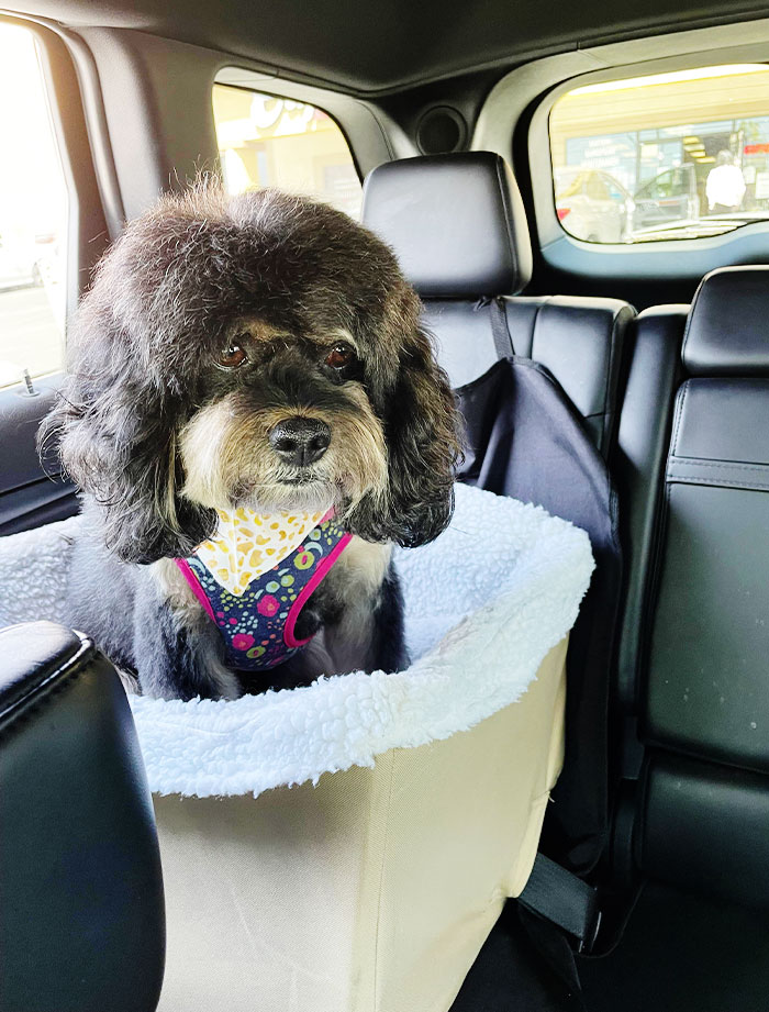 My Poor Dog Came Back From The Groomers Looking Like This