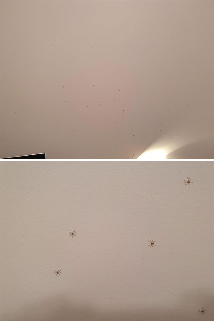 "Time To Go To Bed. What Are Those Dots On My Wall? Oh. Oh No"