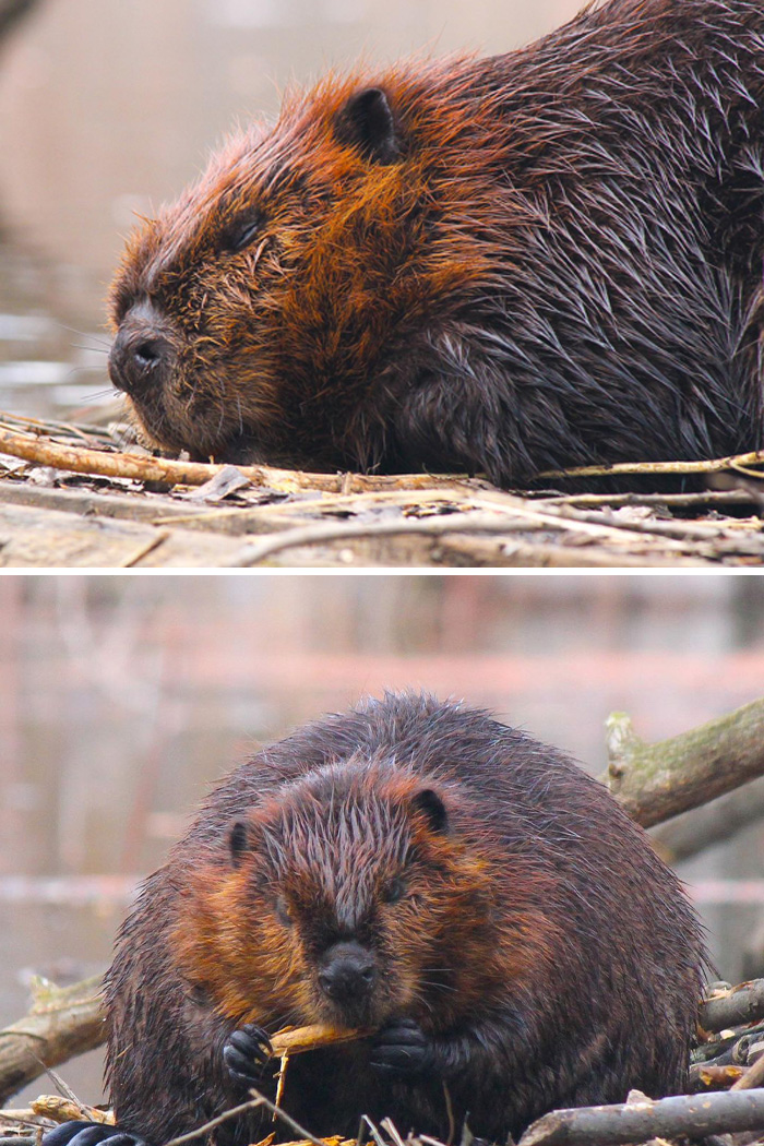 Nothing Like A Nap After A Good Meal