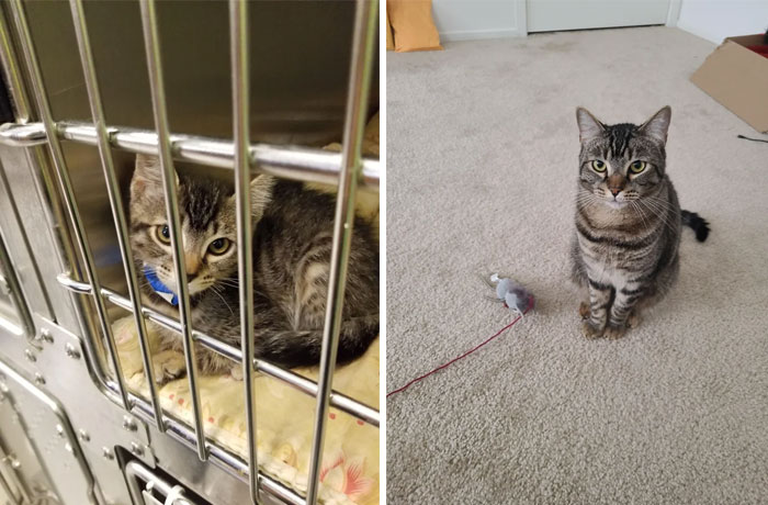 Please Appreciate My Cat Chester