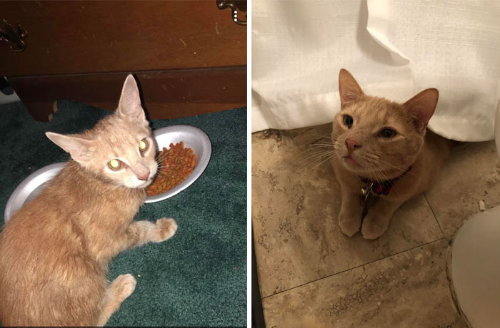 Nittany First Rescued And Now 1 Year Later