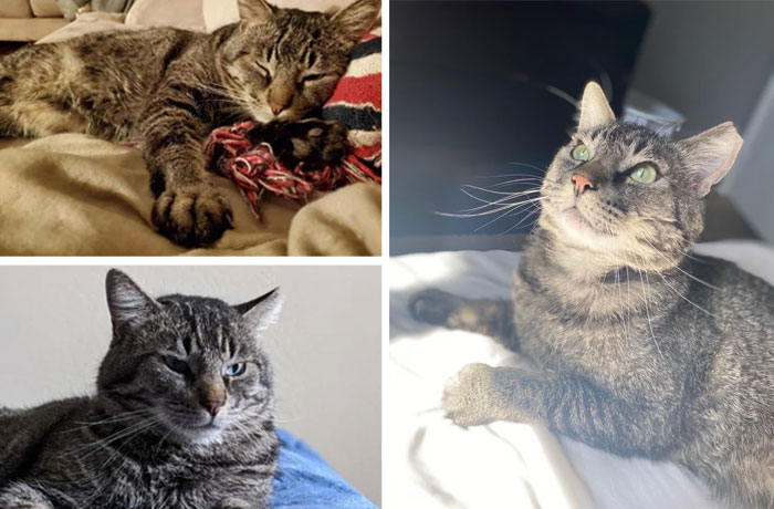 Celebrating Mr. Mcnuggets 1 Year Adopt-A-Versary!