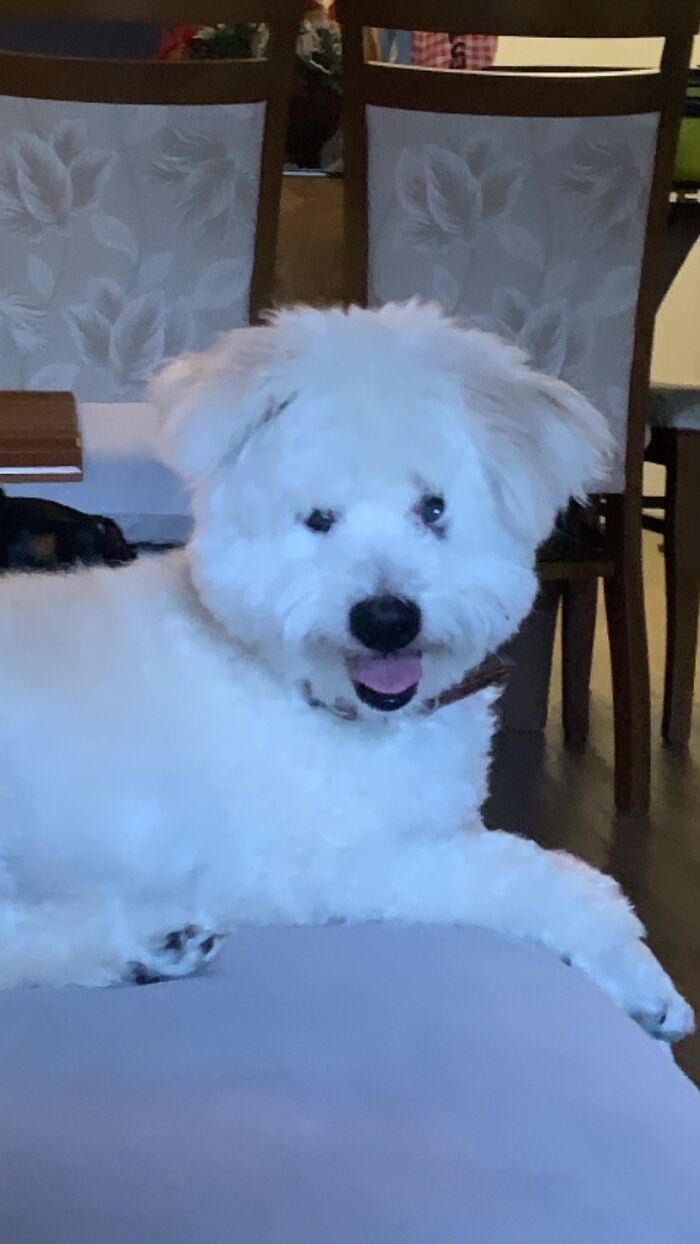 Billi, My Little Rescue Frinde. He Is Blind From One Eye, And 70% On The Other. Hits His Head In A Chair Leg Everyone Now And Then But Is The Happiest Guy In The House!