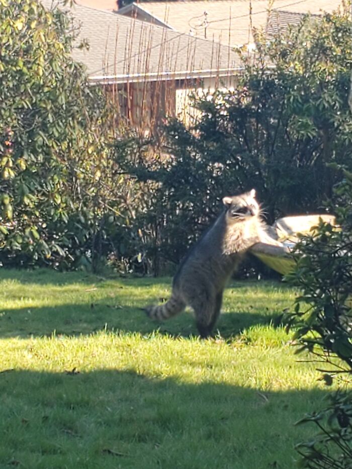 Even The Raccoons In Our Yard Are Social Distancing, Washing Their Hands And Staying Home!