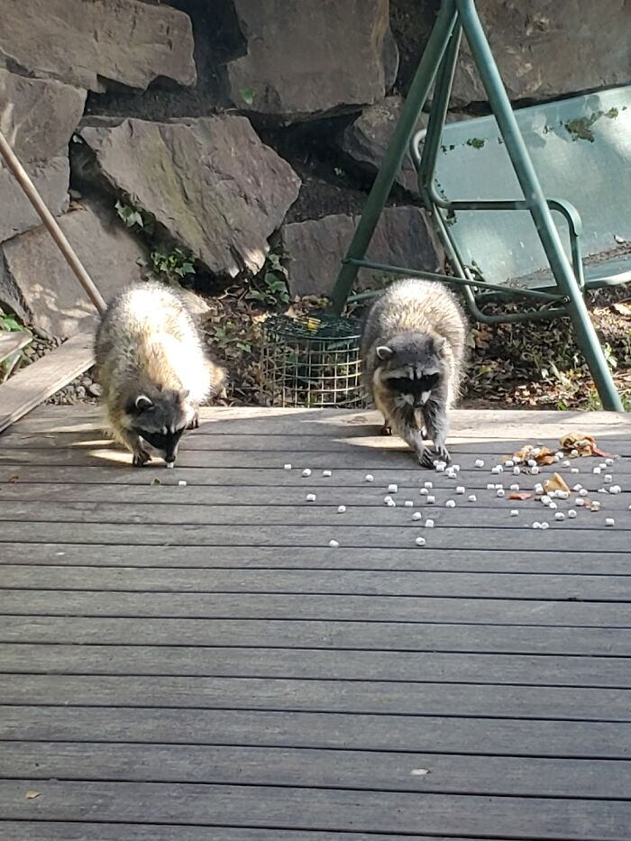 The Crew, Eating Tiny Marshmallows, And Left Over Steak Wrap!