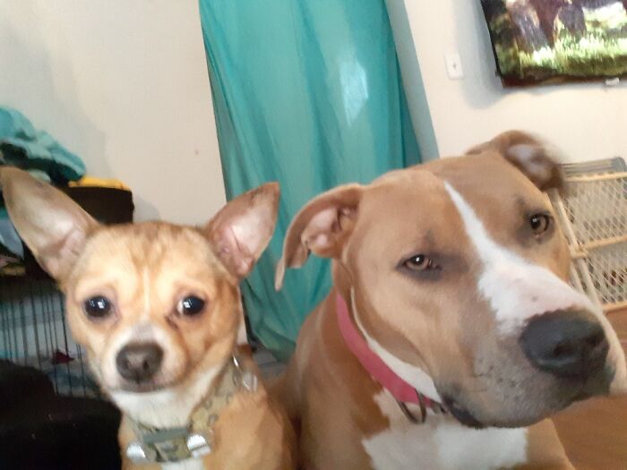 Bruiser My Chihuahua And April My Beautiful Pitbull Mix