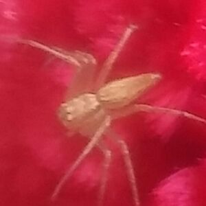 scarletautumn avatar