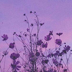 aleahmaknojia avatar