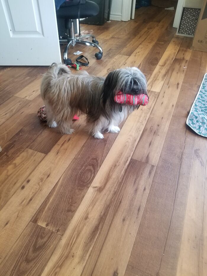 California Blu2 With Her Xmas Bone